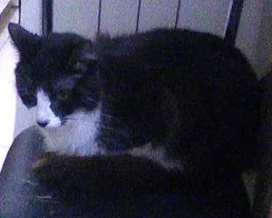 Gato raça Brasileira idade 4 anos nome Frajola