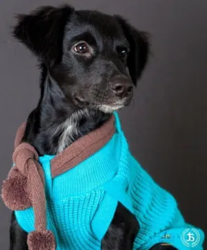Cachorro raça SRD idade 7 a 11 meses nome Jiló