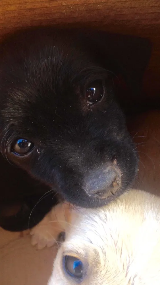 Cachorro ra a  idade 2 a 6 meses nome Sem nome