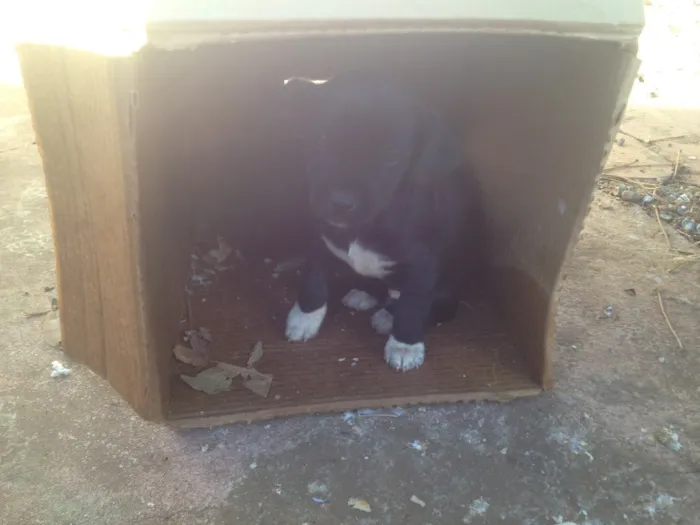 Cachorro ra a  idade 2 a 6 meses nome Sem nome