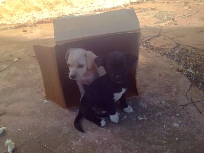 Cachorro ra a  idade 2 a 6 meses nome Sem nome