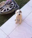 Pipito