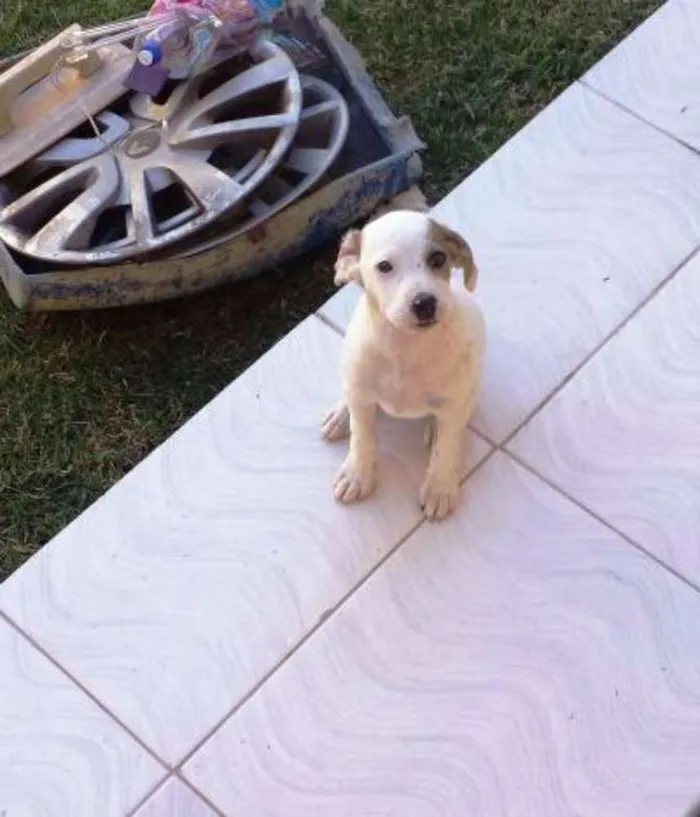 Cachorro ra a  idade 2 a 6 meses nome Pipito