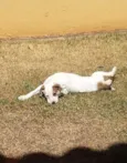 Pipito