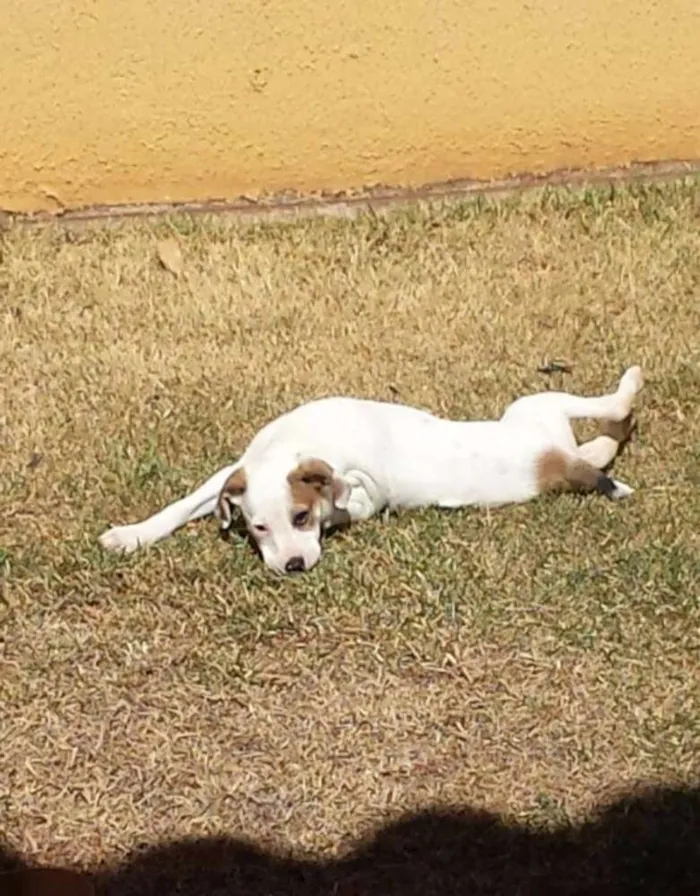 Cachorro ra a  idade 2 a 6 meses nome Pipito
