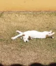 Pipito