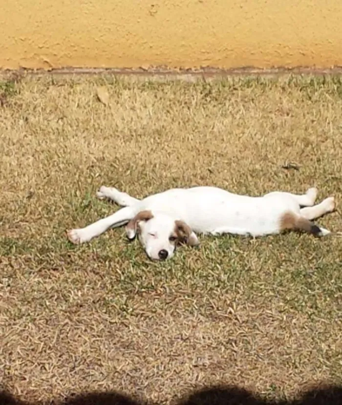 Cachorro ra a  idade 2 a 6 meses nome Pipito