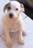 Pipito