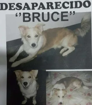 Cachorro raça Srd idade 6 ou mais anos nome Bruce