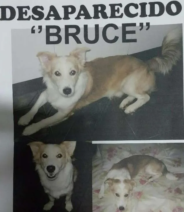 Cachorro ra a Srd idade 6 ou mais anos nome Bruce