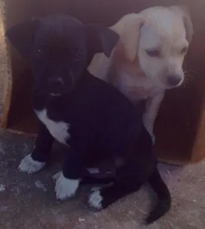 Cachorro raça  idade 2 a 6 meses nome Sem nome