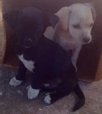 Cachorro ra a  idade 2 a 6 meses nome Sem nome