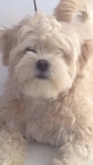 Cachorro raça Lhasa Apso idade 2 anos nome Bob