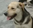 dogão