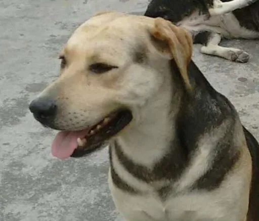 Cachorro raça srd idade 3 anos nome dogão