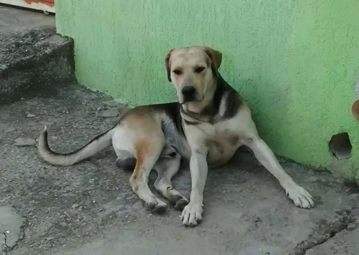Cachorro raça srd idade 3 anos nome dogão