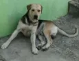 dogão