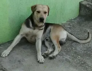 Cachorro raça srd idade 3 anos nome dogão