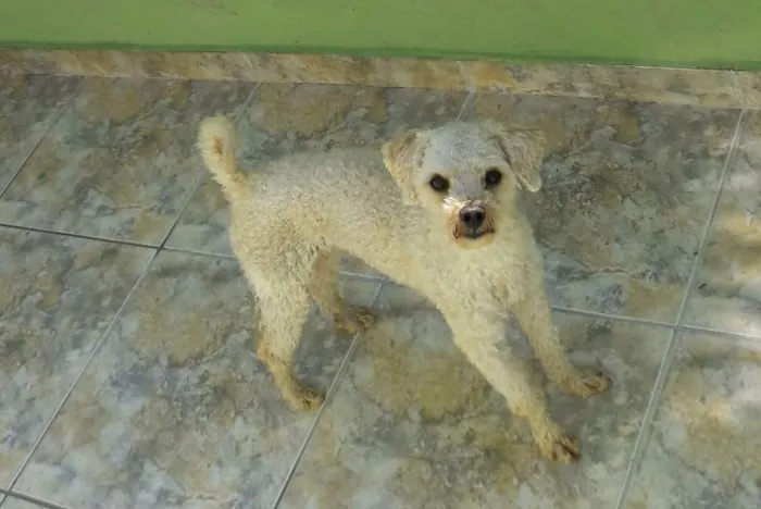 Cachorro ra a Poodle idade 2 anos nome Bambi