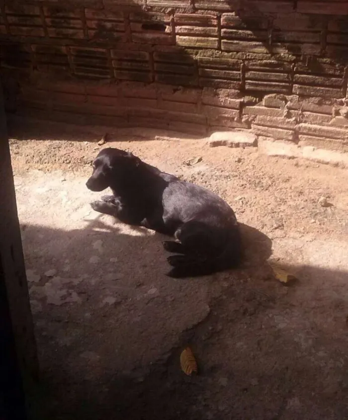 Cachorro ra a vira lata idade 4 anos nome ZUY