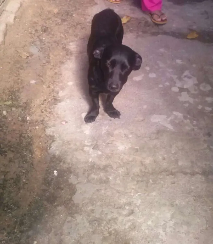 Cachorro ra a vira lata idade 4 anos nome ZUY
