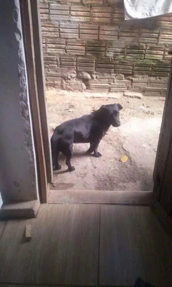 Cachorro ra a vira lata idade 4 anos nome ZUY