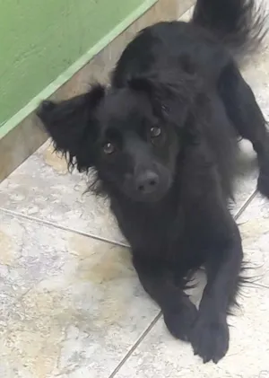 Cachorro raça Desconhecida idade 1 ano nome Peter 