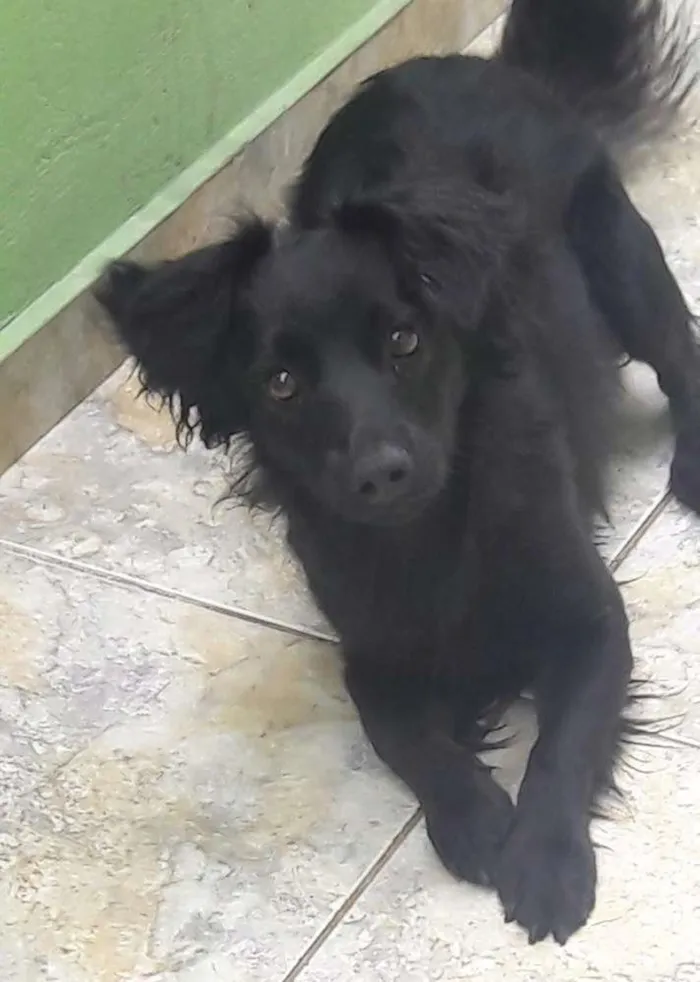 Cachorro ra a Desconhecida idade 1 ano nome Peter