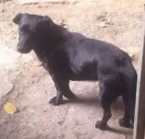 Cachorro ra a vira lata idade 4 anos nome ZUY