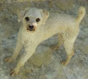 Cachorro raça Poodle idade 2 anos nome Bambi