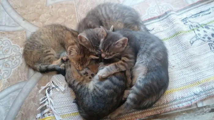 Gato ra a  idade 2 a 6 meses nome Filhotinhos