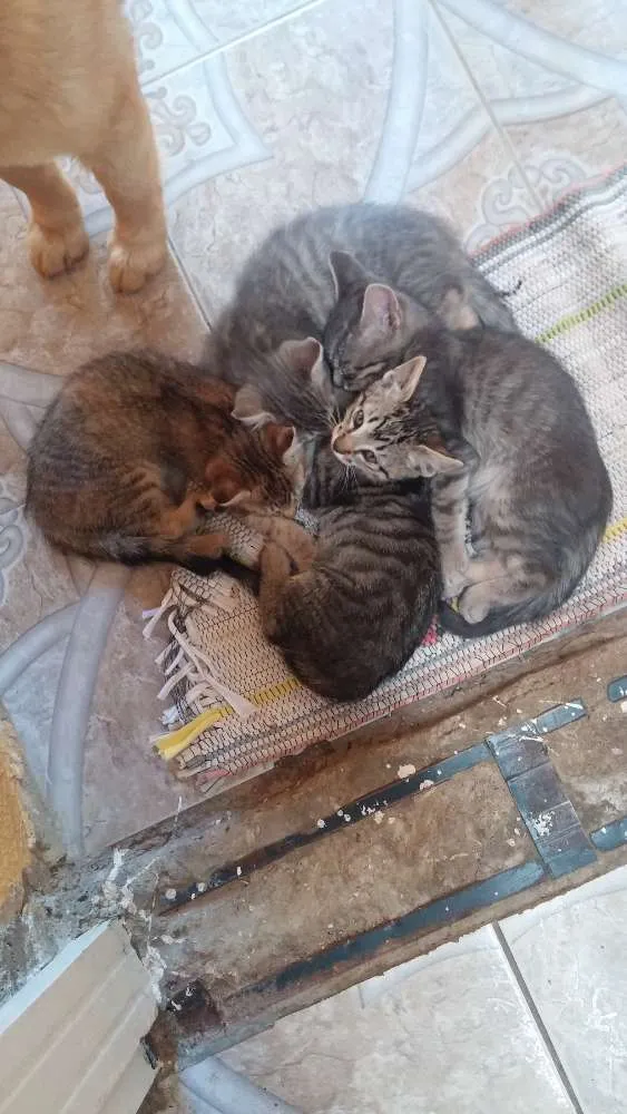 Gato ra a  idade 2 a 6 meses nome Filhotinhos