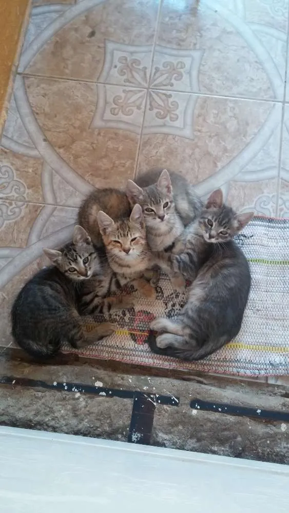 Gato ra a  idade 2 a 6 meses nome Filhotinhos