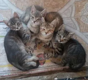 Gato raça  idade 2 a 6 meses nome Filhotinhos
