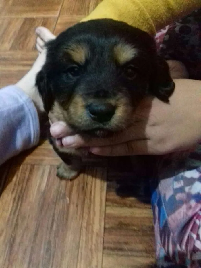 Cachorro ra a SRD idade 2 a 6 meses nome FILHOTES