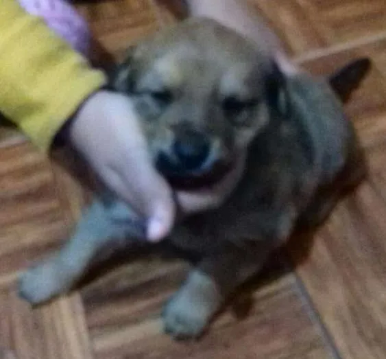 Cachorro ra a SRD idade 2 a 6 meses nome FILHOTES