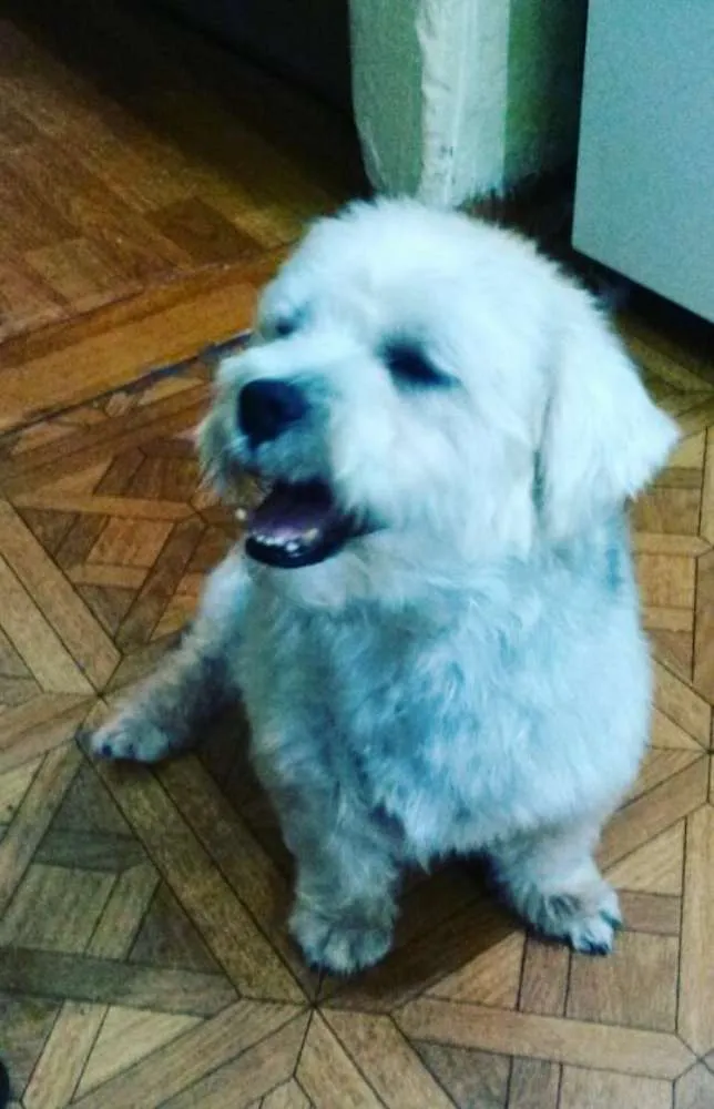 Cachorro ra a SHIT-SHU idade 2 anos nome OLLY