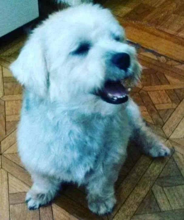 Cachorro ra a SHIT-SHU idade 2 anos nome OLLY