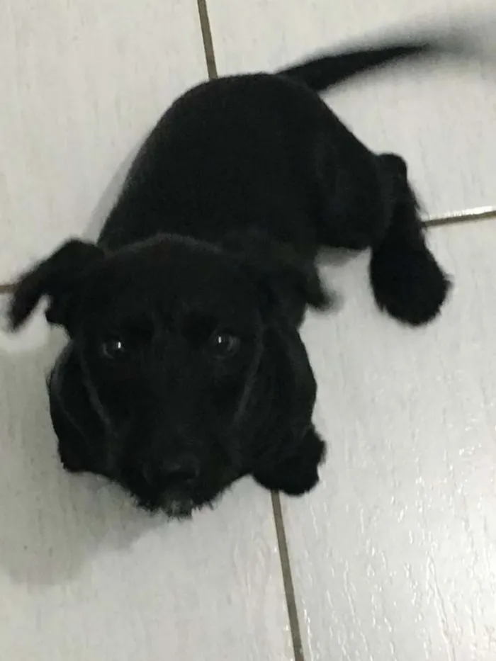 Cachorro ra a Vira Lata idade 2 a 6 meses nome Meg