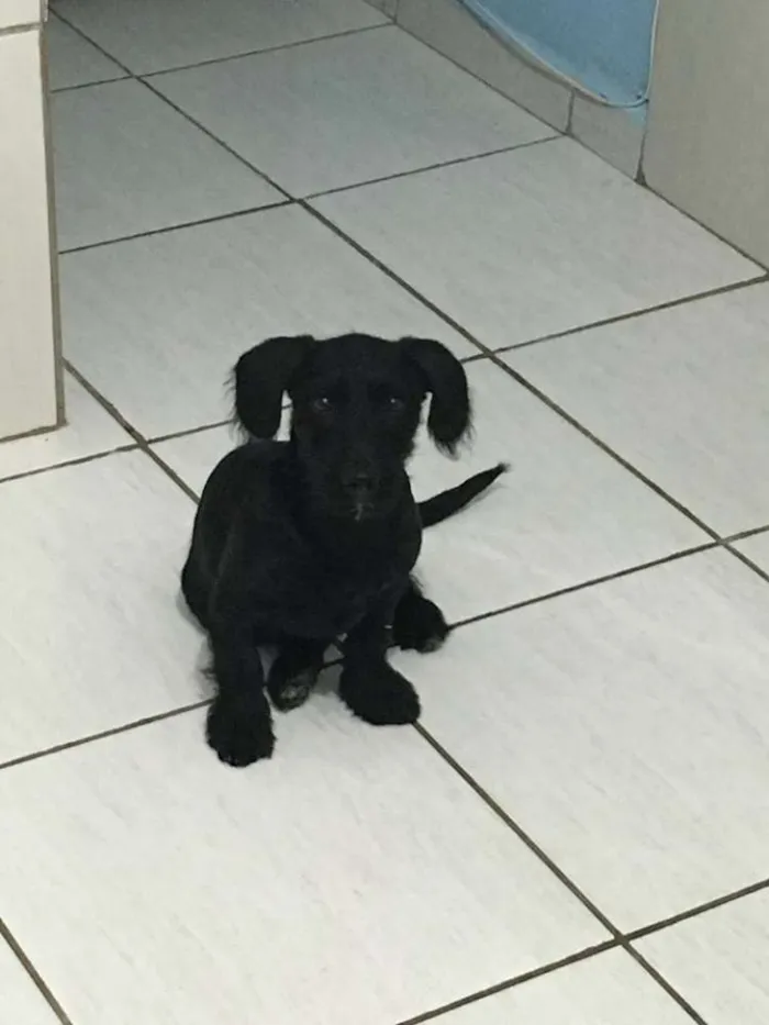 Cachorro ra a Vira Lata idade 2 a 6 meses nome Meg