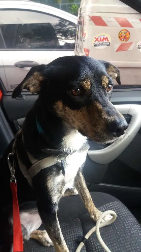 Cachorro ra a Vira-lata idade 1 ano nome Pepe