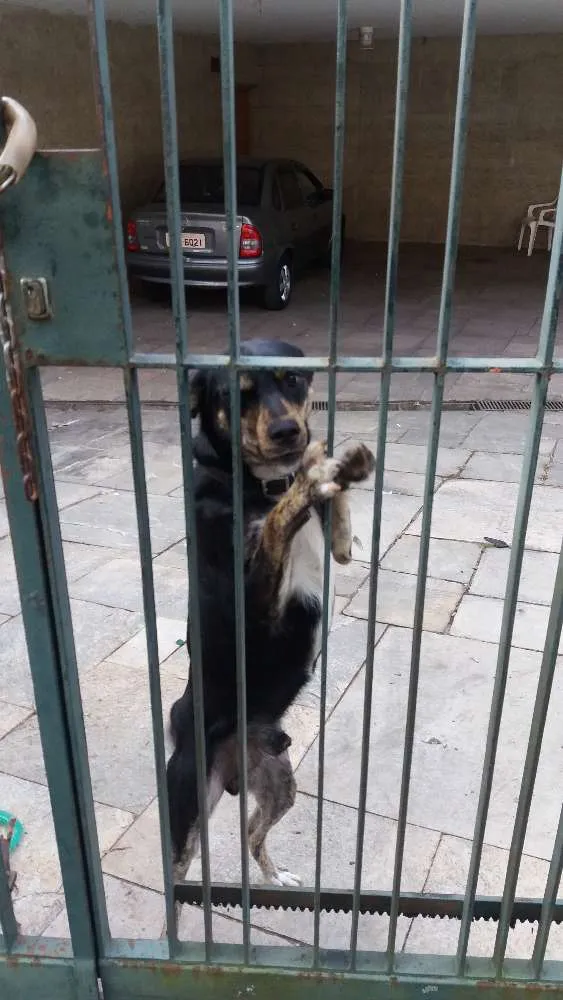 Cachorro ra a Vira-lata idade 1 ano nome Pepe