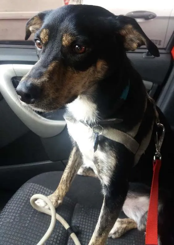 Cachorro ra a Vira-lata idade 1 ano nome Pepe