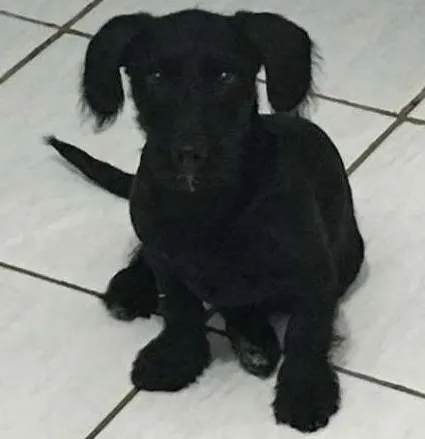 Cachorro ra a Vira Lata idade 2 a 6 meses nome Meg
