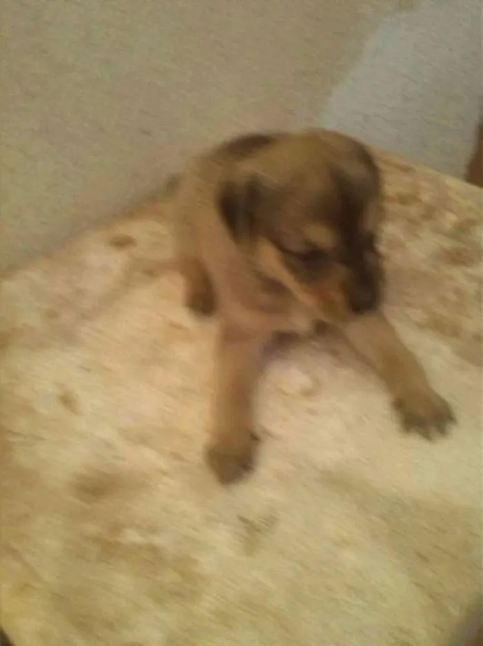 Cachorro ra a Não definido  idade 2 a 6 meses nome Luna