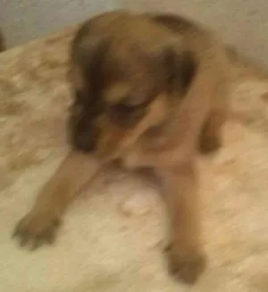 Cachorro raça Não definido  idade 2 a 6 meses nome Luna