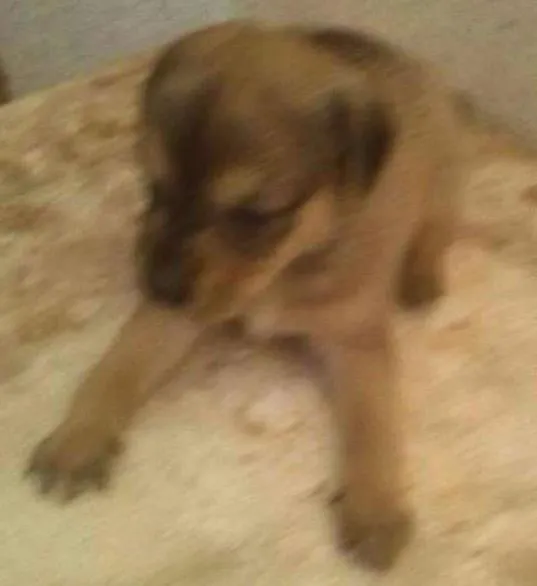 Cachorro ra a Não definido  idade 2 a 6 meses nome Luna