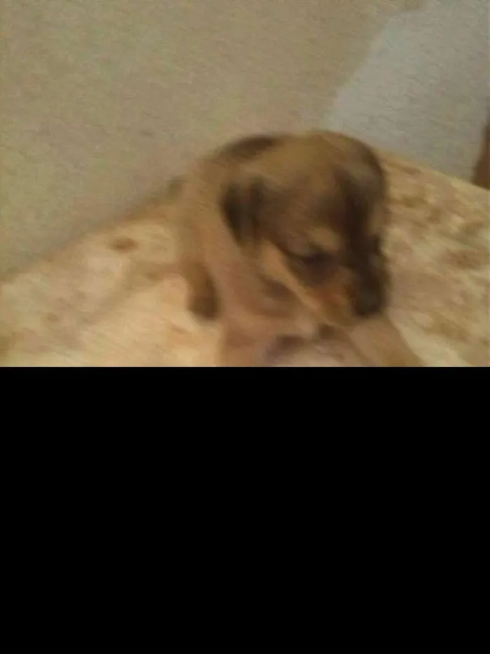 Cachorro ra a Não definido  idade 2 a 6 meses nome Luna