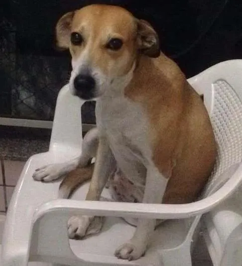 Cachorro ra a Misturado idade 1 ano nome Não sei 