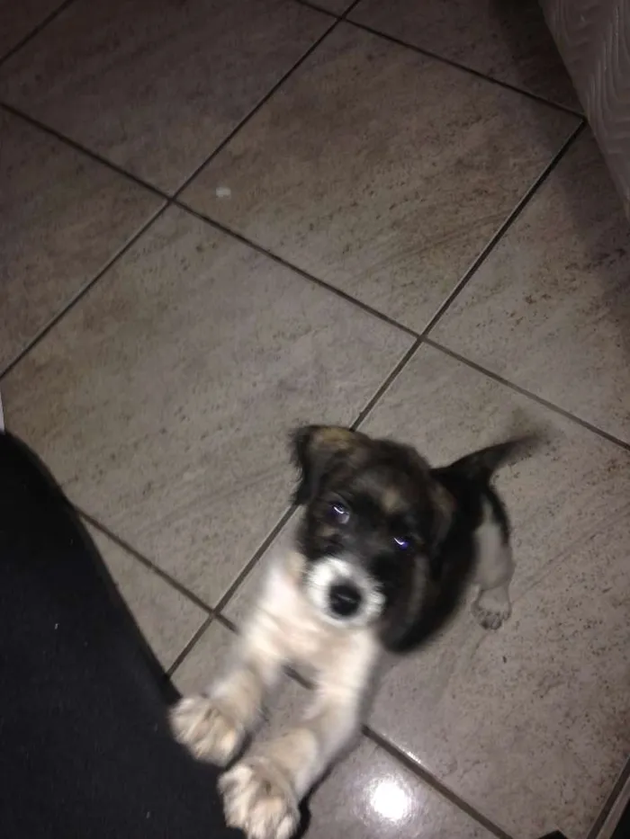 Cachorro ra a vira lata idade 2 a 6 meses nome mel 